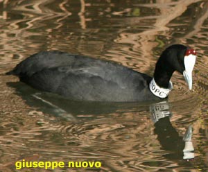 uccelli di Spagna